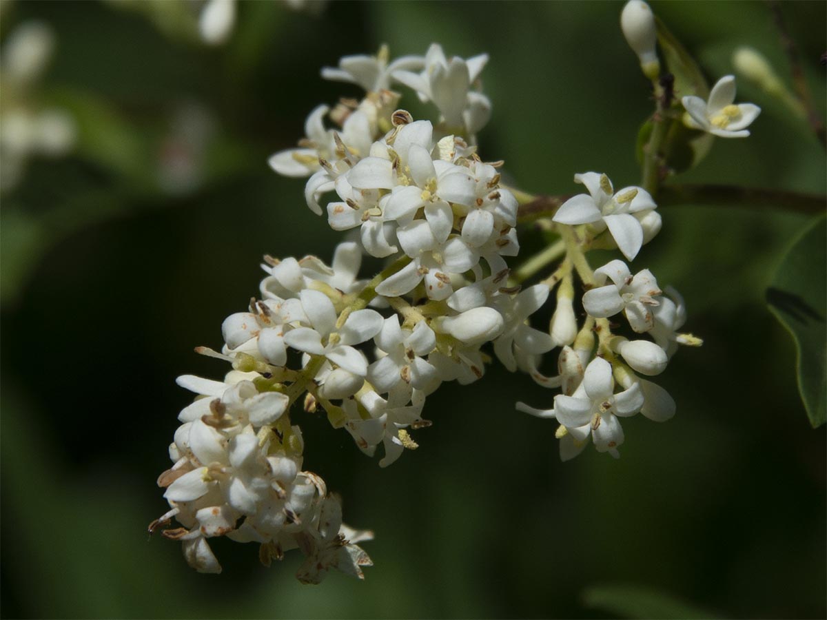 Ligustrum vulgare